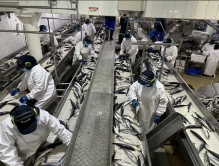 Sorting Fish