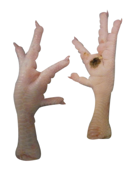 Chicken feet