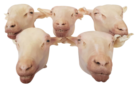 Lamb Heads