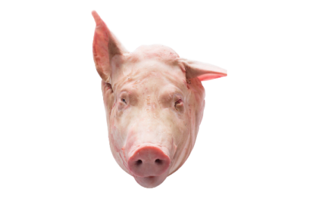 Pork head