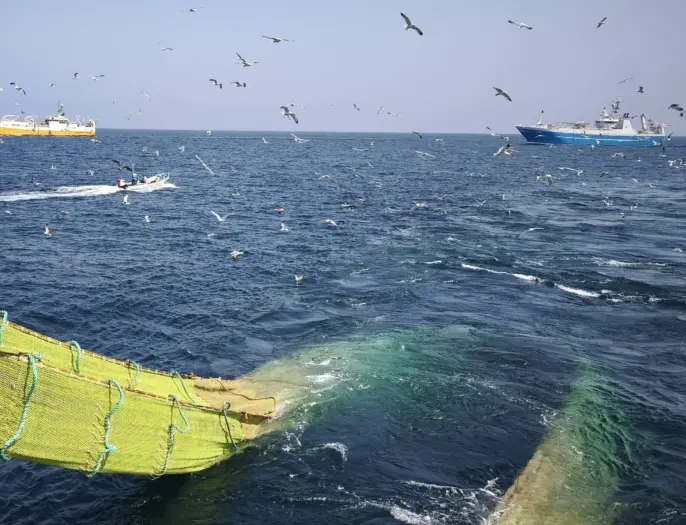 Yellow Nets 2026 07 08 132722 guiy 2026 07 08 132814 qoyb
