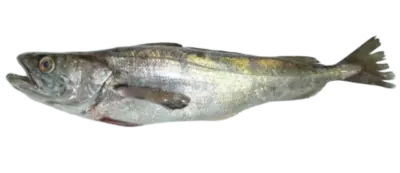Hake gayi