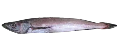 Merluccius capensis