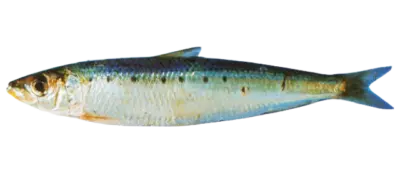 Sardinops sagax1