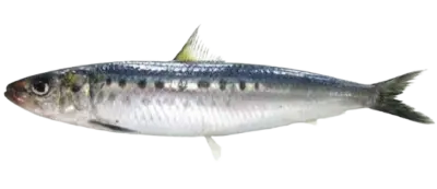 Sardinops melanostictus1