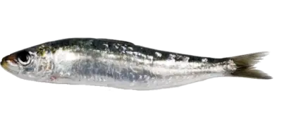 Sardina pilchardus1