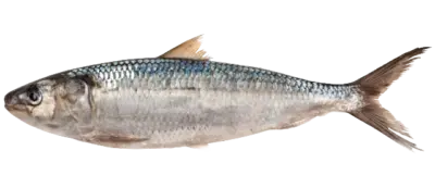 Sardinella eba1