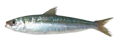 Sardinella aurita1