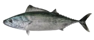 Sarda orientalis1