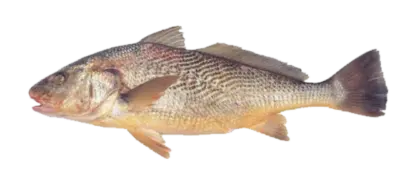 Yellow croaker23