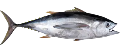 Big eye tuna