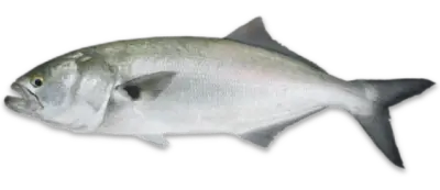 Bluefish