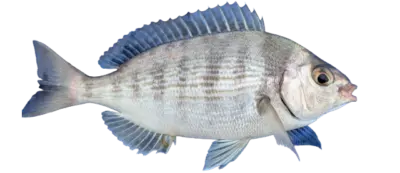 Black seabream