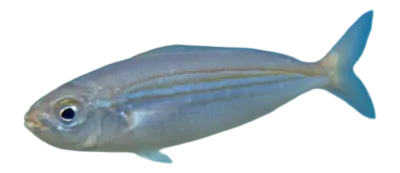 Striped Boga