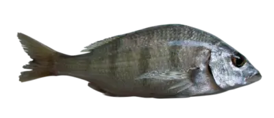 Stripped seabream