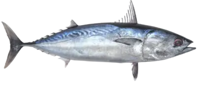 Frigate