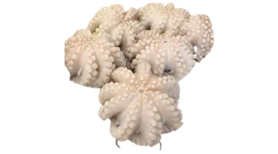 Otopus Senegal