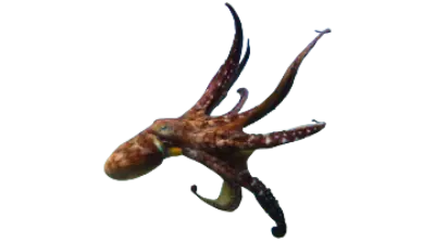 Octopus djinja