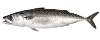 Mackeral