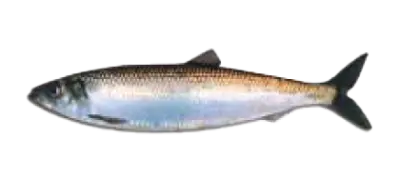 Pacific Herring