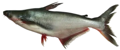 Pangasius