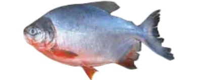 Red Bellied Pacu