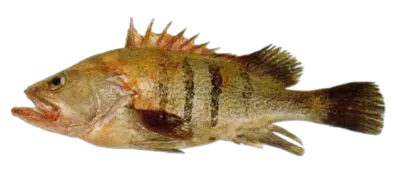 Acanthistius patachonicus