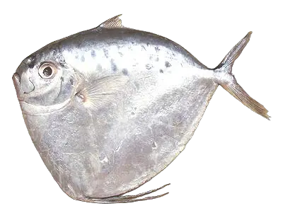 African Moonfish