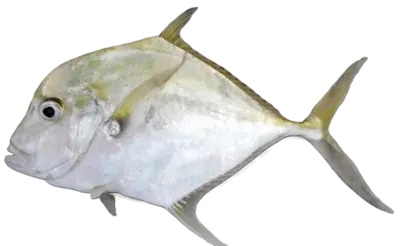 Alectis ciliaris