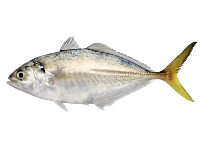 Alepes djedaba