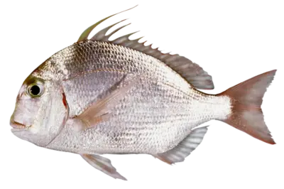 Argyrops spinifer