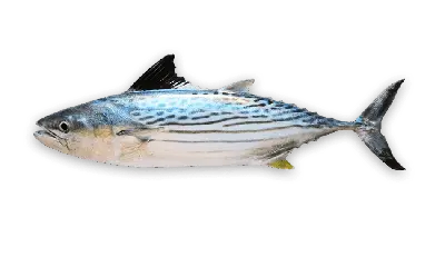 Atlantic bluefin tuna