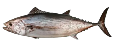 Atlantic bonito