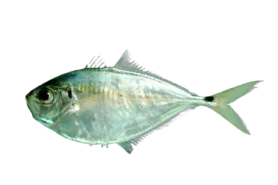 Atlantic bumper