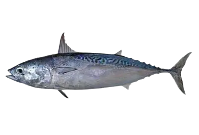 Auxis thazard