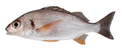 Bastard Grunt Oman