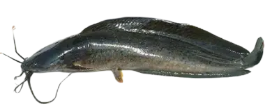 Batrachus Clarias