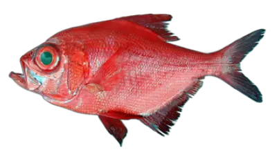 Beryx decadactylus
