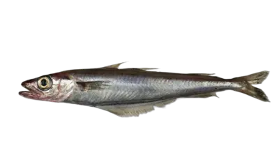 Blue Whiting Iceland