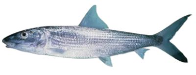 Bonefish