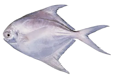 Brama brama