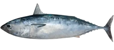 Bullet tuna