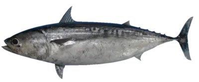 Bullet tuna 2023 09 12 085913 imus