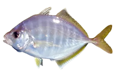 Carangoides equula