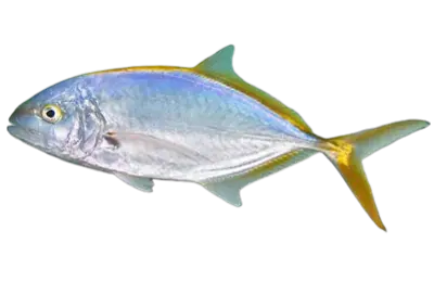 Caranx bartholomaei