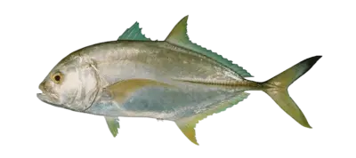 Caranx heberi