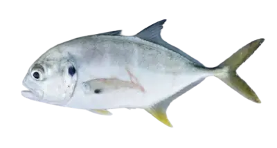 Caranx hippos