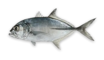Caranx sexfasciatus