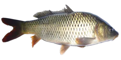 Carp Cyprinus carpio