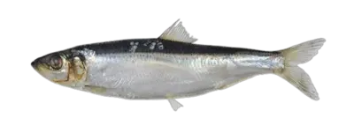 Clupea pallasii